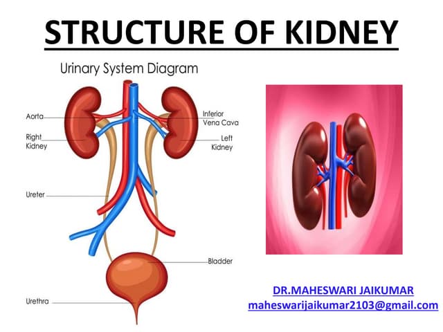 STRUCTURE OF HUMAN KIDNEY