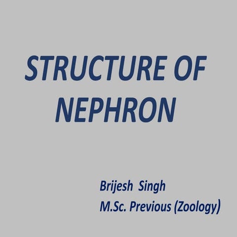 STRUCTURE OF NEPHRON by Brijesh Singh.pptx | Biological Sciences | Science