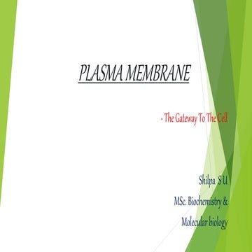 Structure of plasma membrane