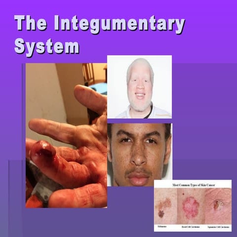 Parts of the Skin Science Presentation in Colorful Illustrative Style.pptx