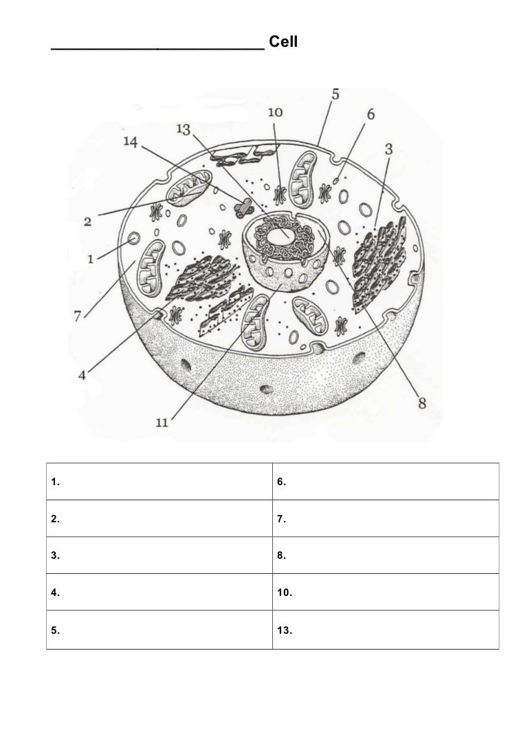 Cell Structure And Function Quiz Gambaran Cell Structure And Function Quiz Gambaran