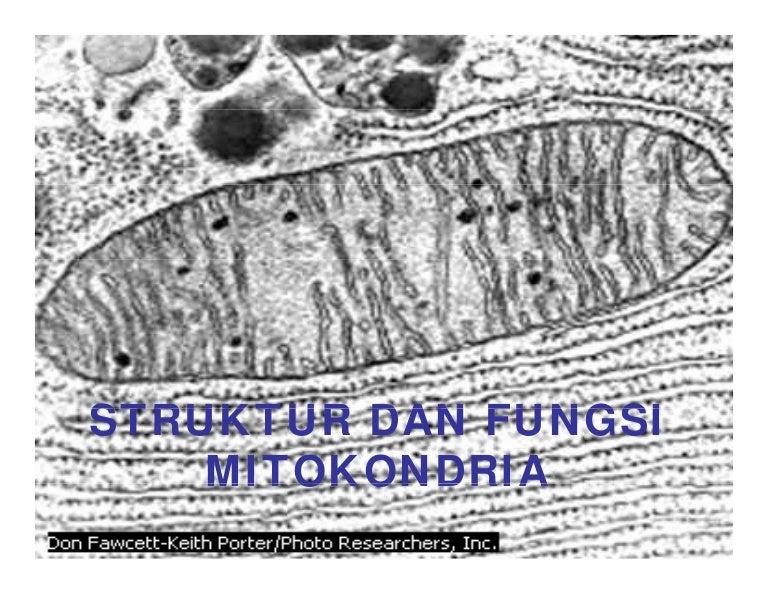 Top Ten Floo Y Wong Artist Fungsi Dari Mitokondria Pada