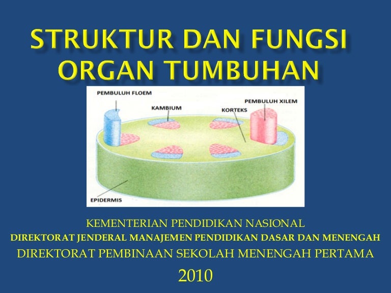 Struktur Fungsi Organ Tumbuhan Solo