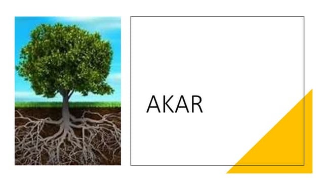 Struktur Tanaman (Akar)