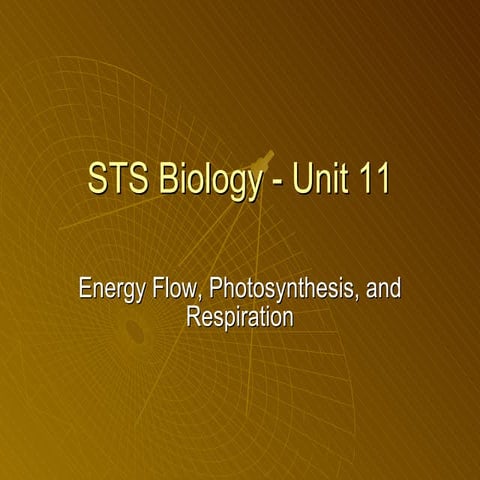 Sts photosynthesis
