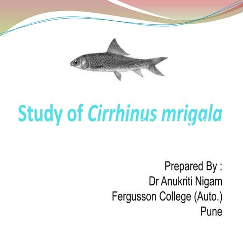 Study of Cirrhinus mrigala