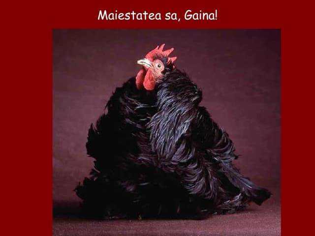 Sua Majestadea Galinha