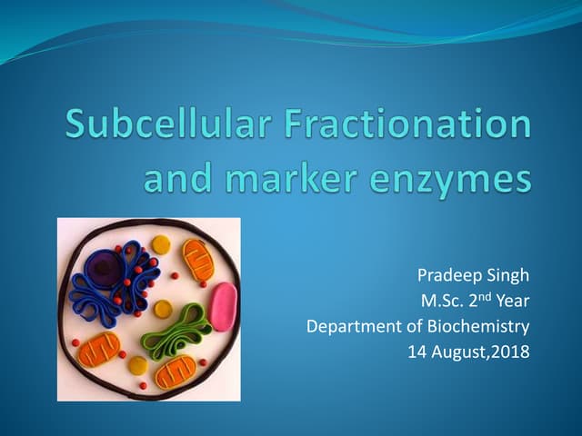 Subcellular fractionation and marker proteins