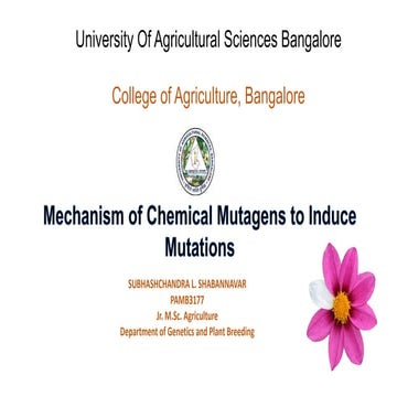 Mechanism of chemical mutagens to induce mutation | PPTX