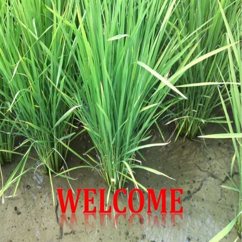 Chemistry and physics of submerged soil