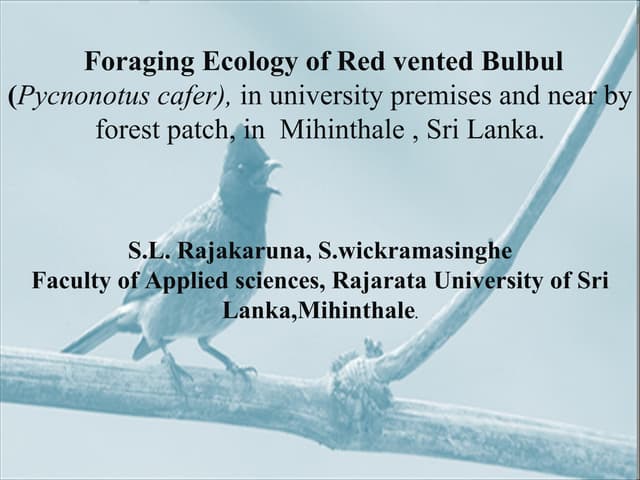 Foraging ecology of Red-vented Bulbul Pycnonotus cafer in University premises...