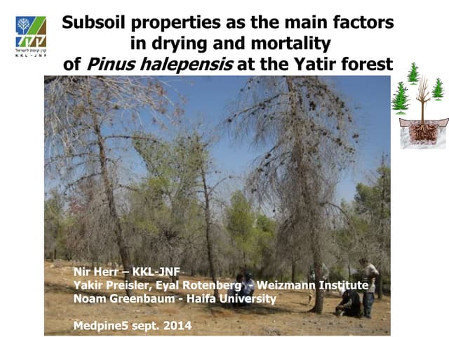 Subsoil and pines mortality in yatir forest