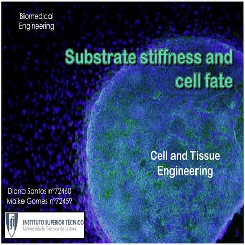 Substrate stiffness and cell fate