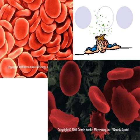 form4(BIOLOGY) chap3 pt1