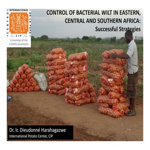 Successful strategies against bacterial wilt in SSA