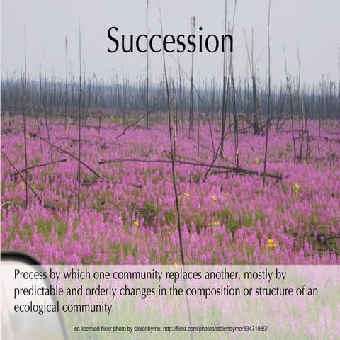 Succession and soil formation