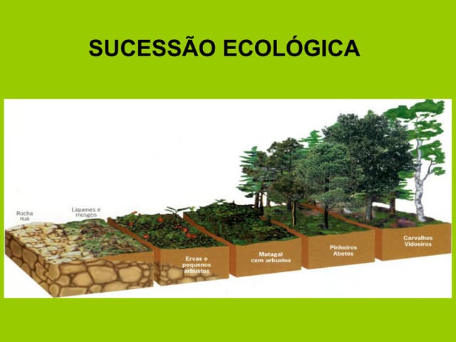 Sucessao ecologica