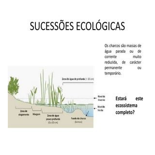 Sucessões ecológicas