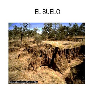 Suelos