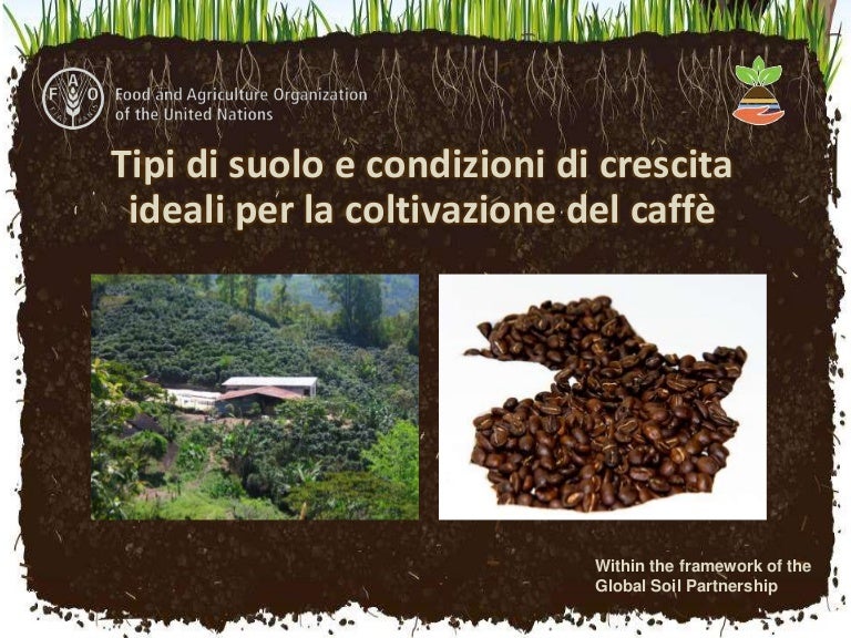 Tipi Di Suolo E Condizioni Di Crescita Ideali Per La Coltivazione Del