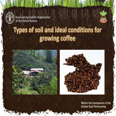 Types of soil and ideal conditions for growing coffee