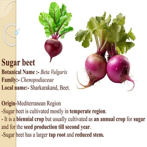 Sugar beet.pptx details cultivation practices of sugarbeet