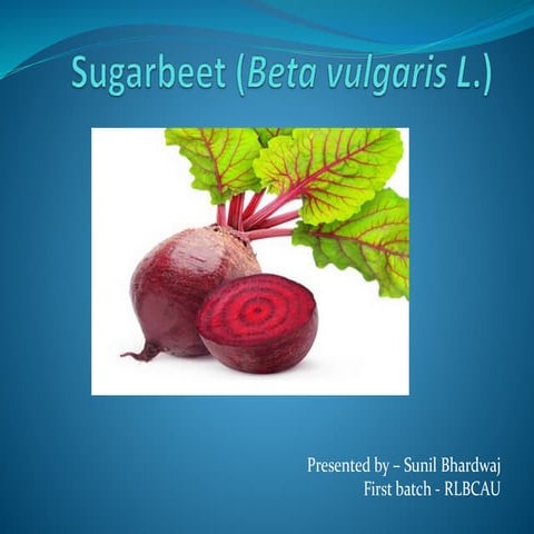 Sugarbeet (beta vulgaris l