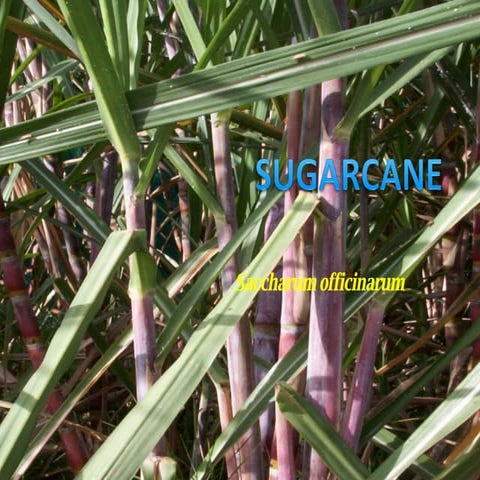 Sugarcane