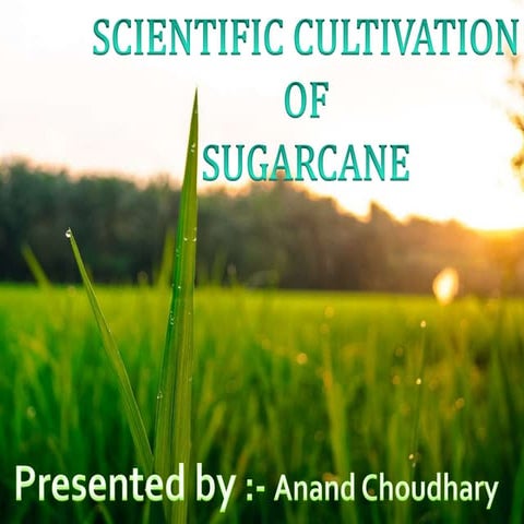 Sugarcane ( Scientific cultivation of sugarcane crop)
