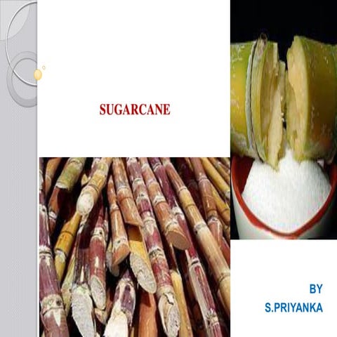 Sugarcane