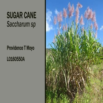 Breeding Sugar Cane (Saccharum sp.)