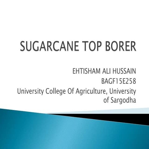 Sugarcane top borrer