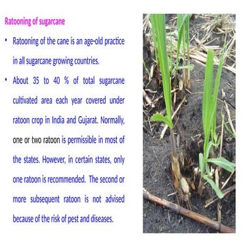 sugar crops +Chicory crop production.pptx