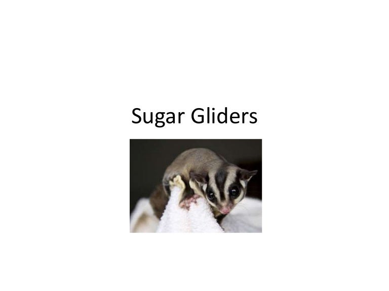 Sugar gliders
