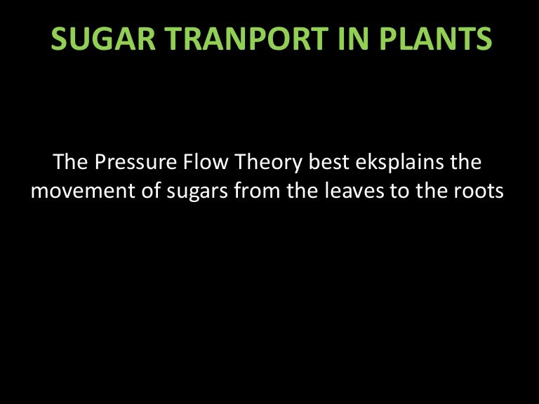 Sugar transport in plant