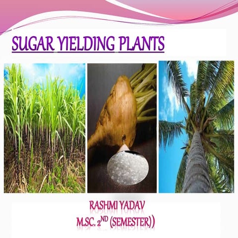 Sugar yeilding plants