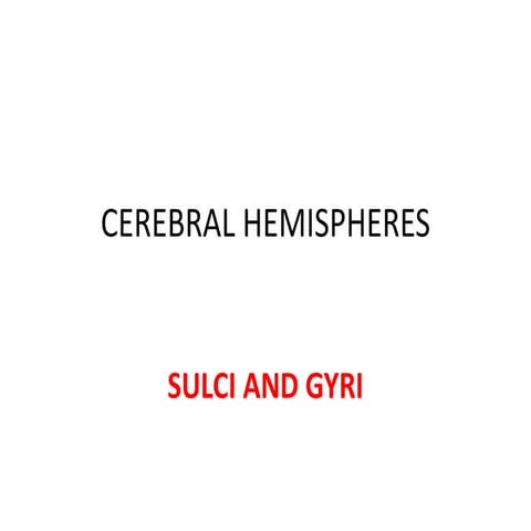 Sulci gyri