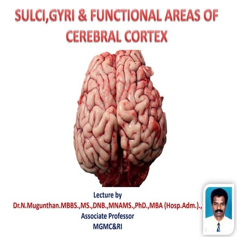 Sulci,Gyri & Functional areas of cerebrum Dr.N.Mugunthan.M.S