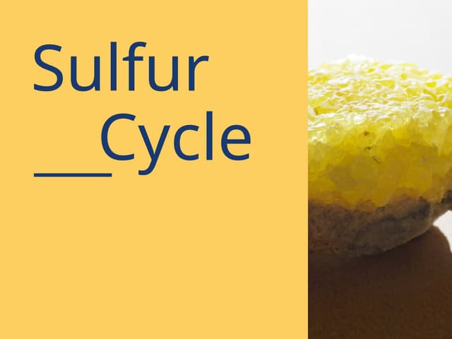 Sulfur Cycle - Definition, Composition and Importance