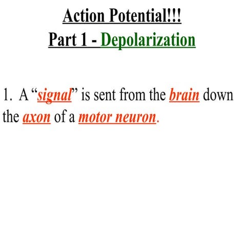 Summary   depolarization  and repolarization
