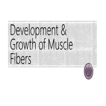 Development of muscle fibers
