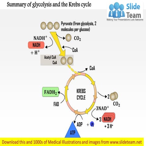 Summary of glycolysis and the krebs cycle medical images for power point