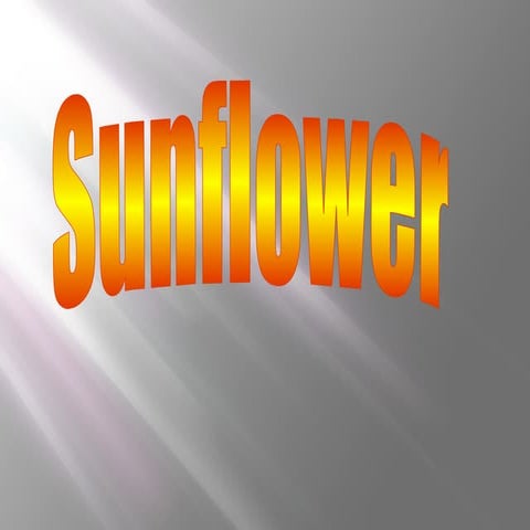 Sunflower