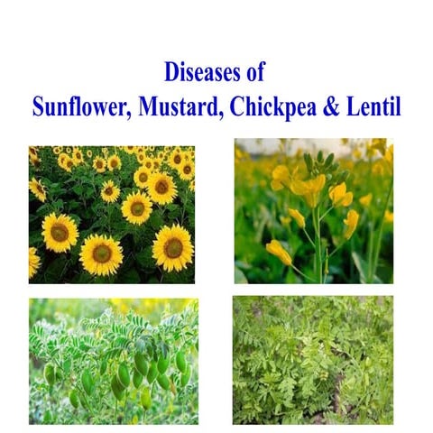 sun flower fungusssssssssssssssssssss.ppt