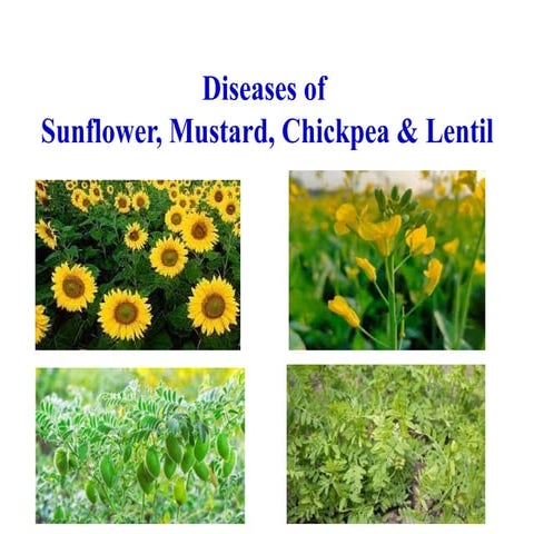 sun flower fungus mycological studies .pptx