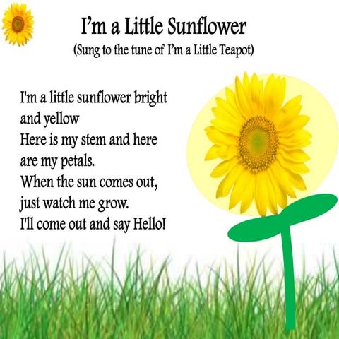 Sunflower P G Ppt | PPTX