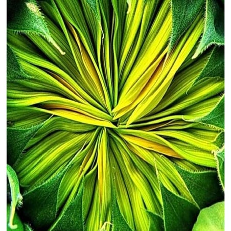 Super Closeup Photos