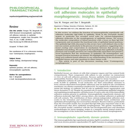 Superfamilia-de-las-inmunoglobulinas.pdf