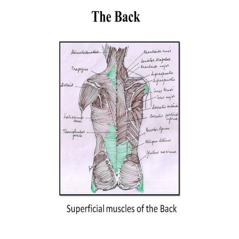 Superficial muscles of back