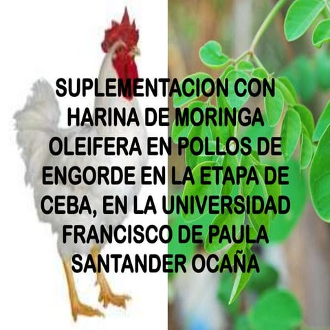 Suplementacion con harina de moringa oleifera en pollos de engorde en la etap...